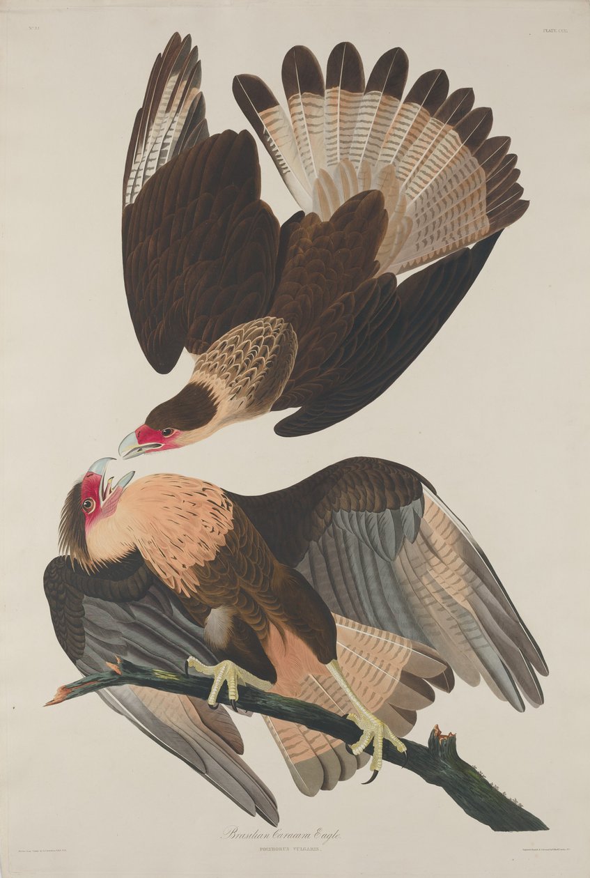 Aquila Caracara brasiliana da Robert Havell
