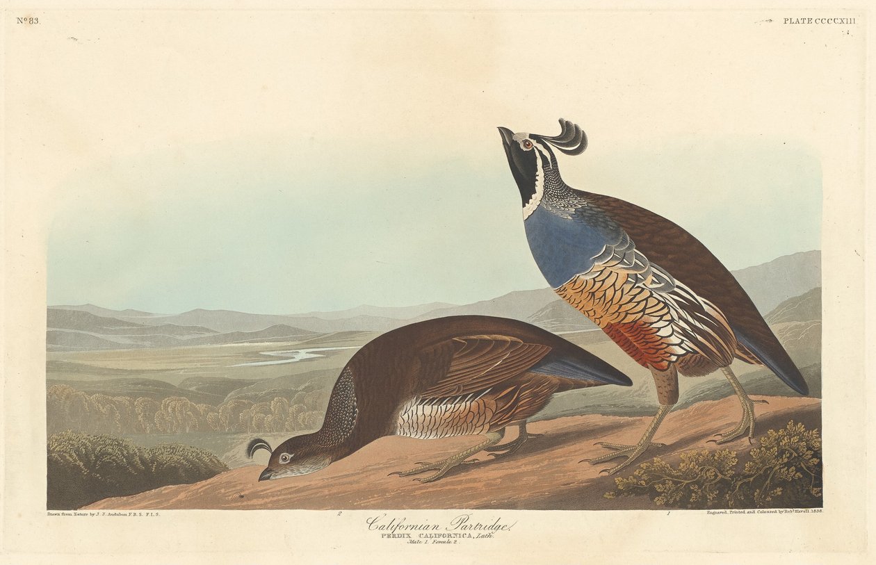 Pernice californiana da Robert Havell