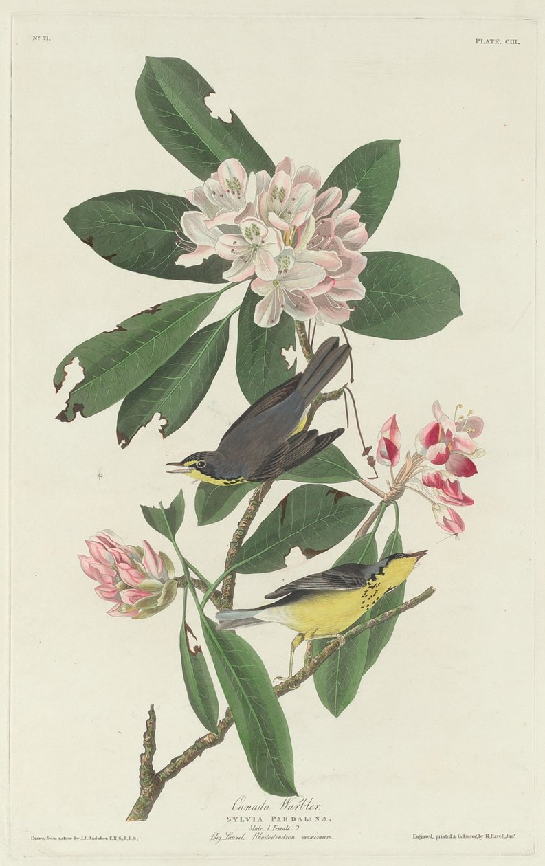 Parula del Canada, 1831 da Robert Havell
