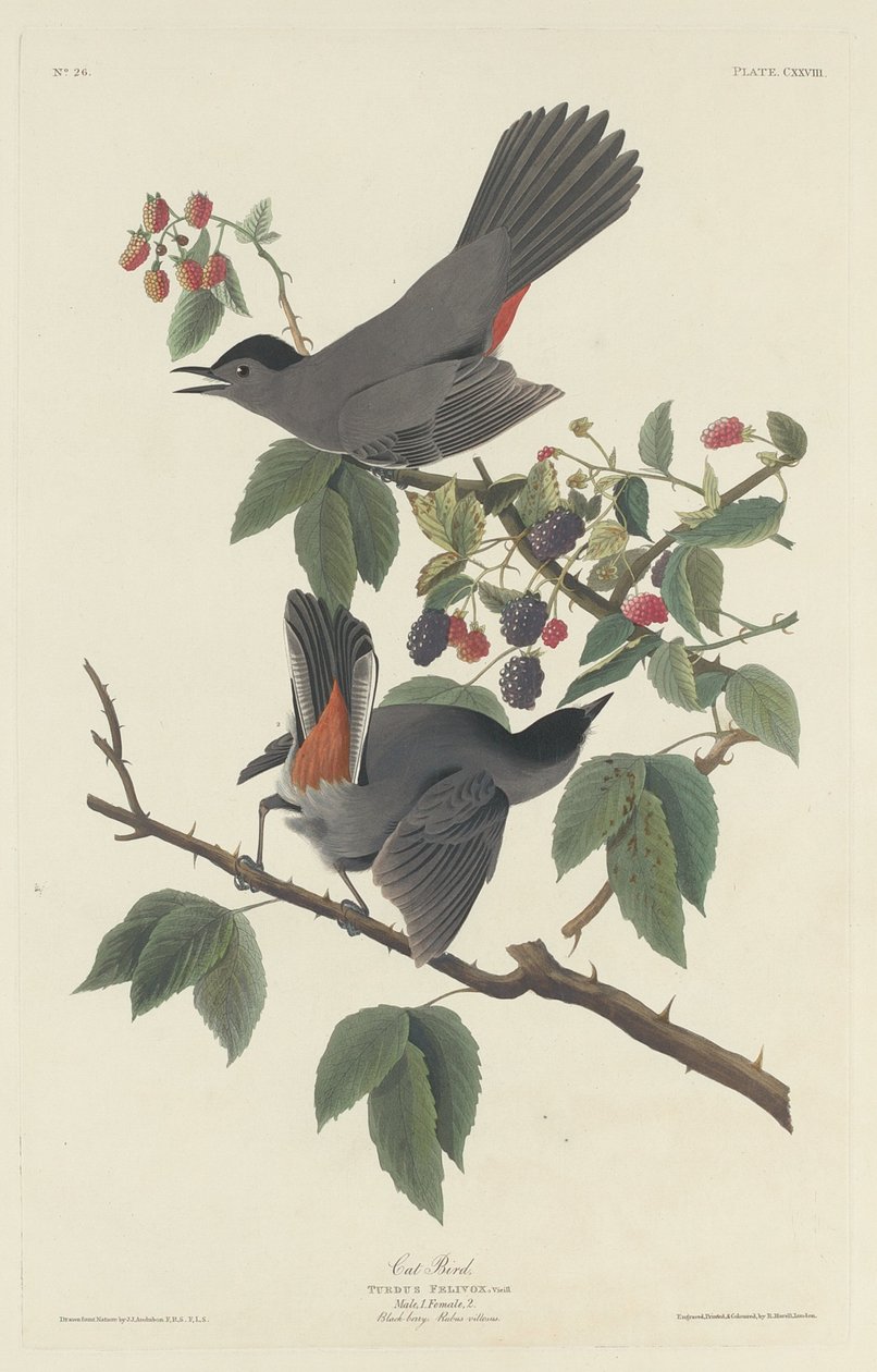 Uccello Gatto, 1832 da Robert Havell