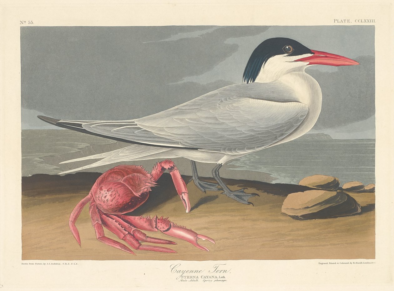 Sterna di Cayenne, 1835 da Robert Havell