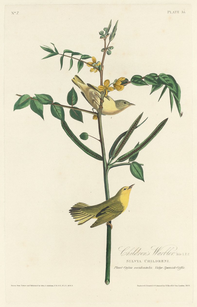 Warbler dei bambini da Robert Havell