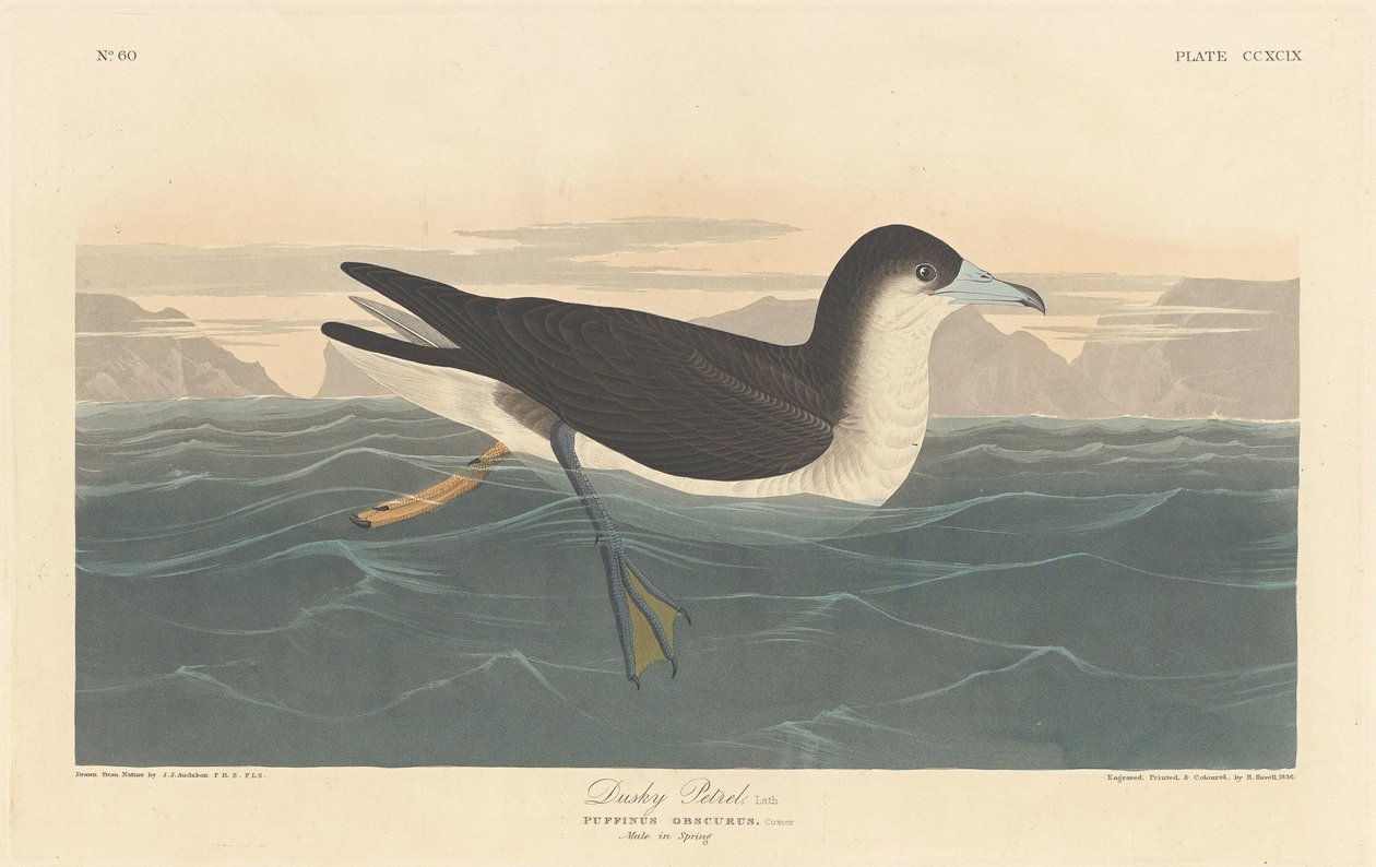 Petrello scuro, 1836 da Robert Havell