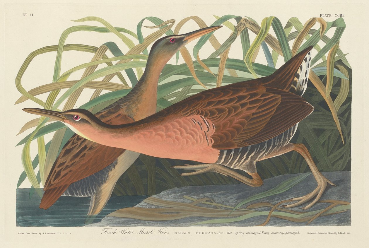 Gallinella d