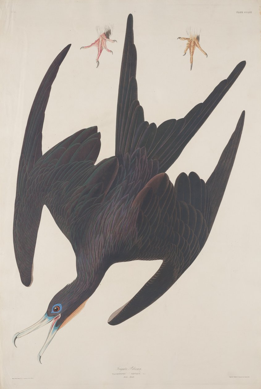 Fregata Pelican, 1835 da Robert Havell