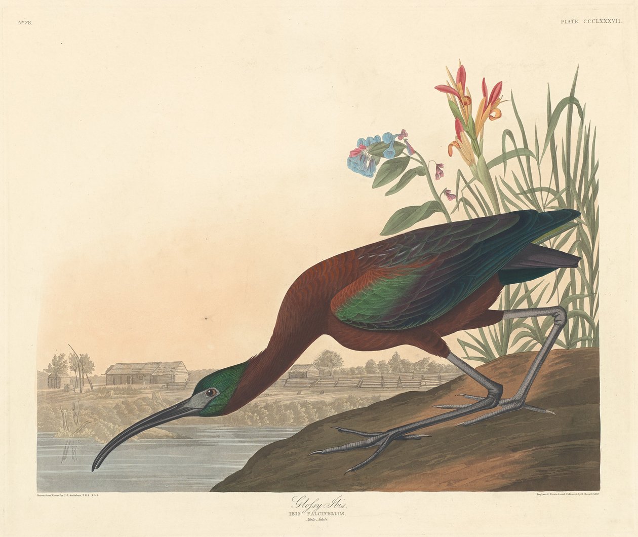 Ibis lucido da Robert Havell