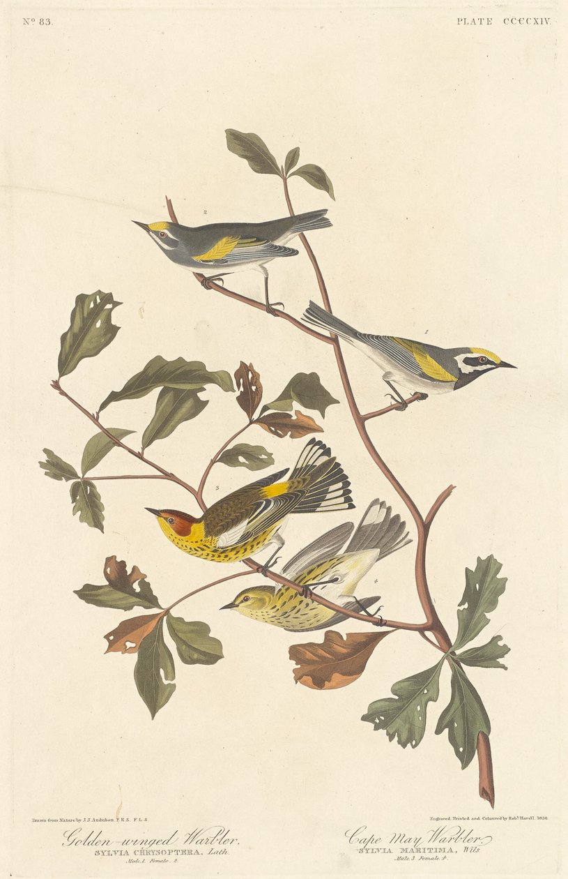 Parula dalle ali dorate e Parula di Cape May, 1838 da Robert Havell