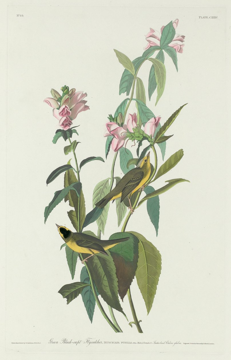 Pigliamosche Verde Nero da Robert Havell