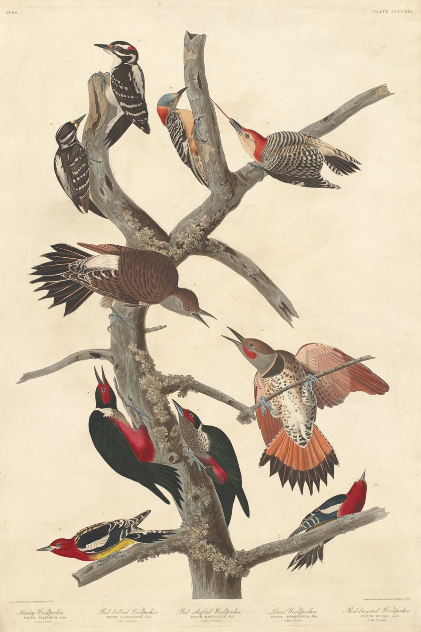 Picchio villoso, 1838 da Robert Havell