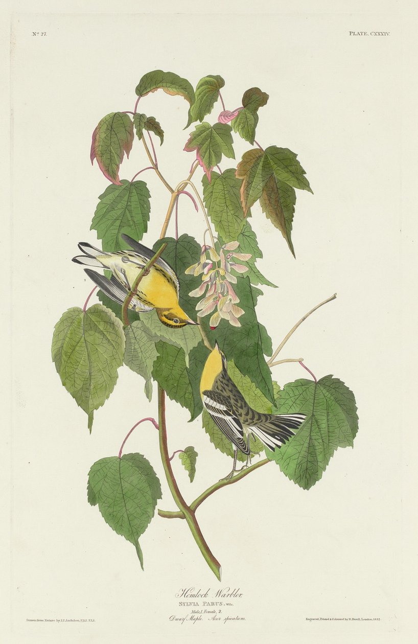 Parula dell