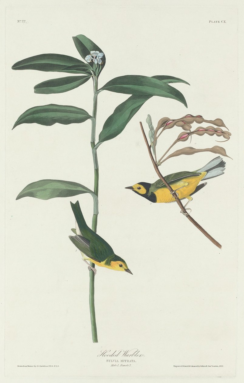 Parula incappucciata, 1831 da Robert Havell
