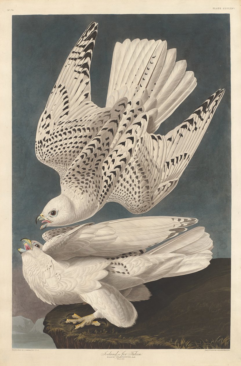 Falco islandese o Jer, 1837 da Robert Havell