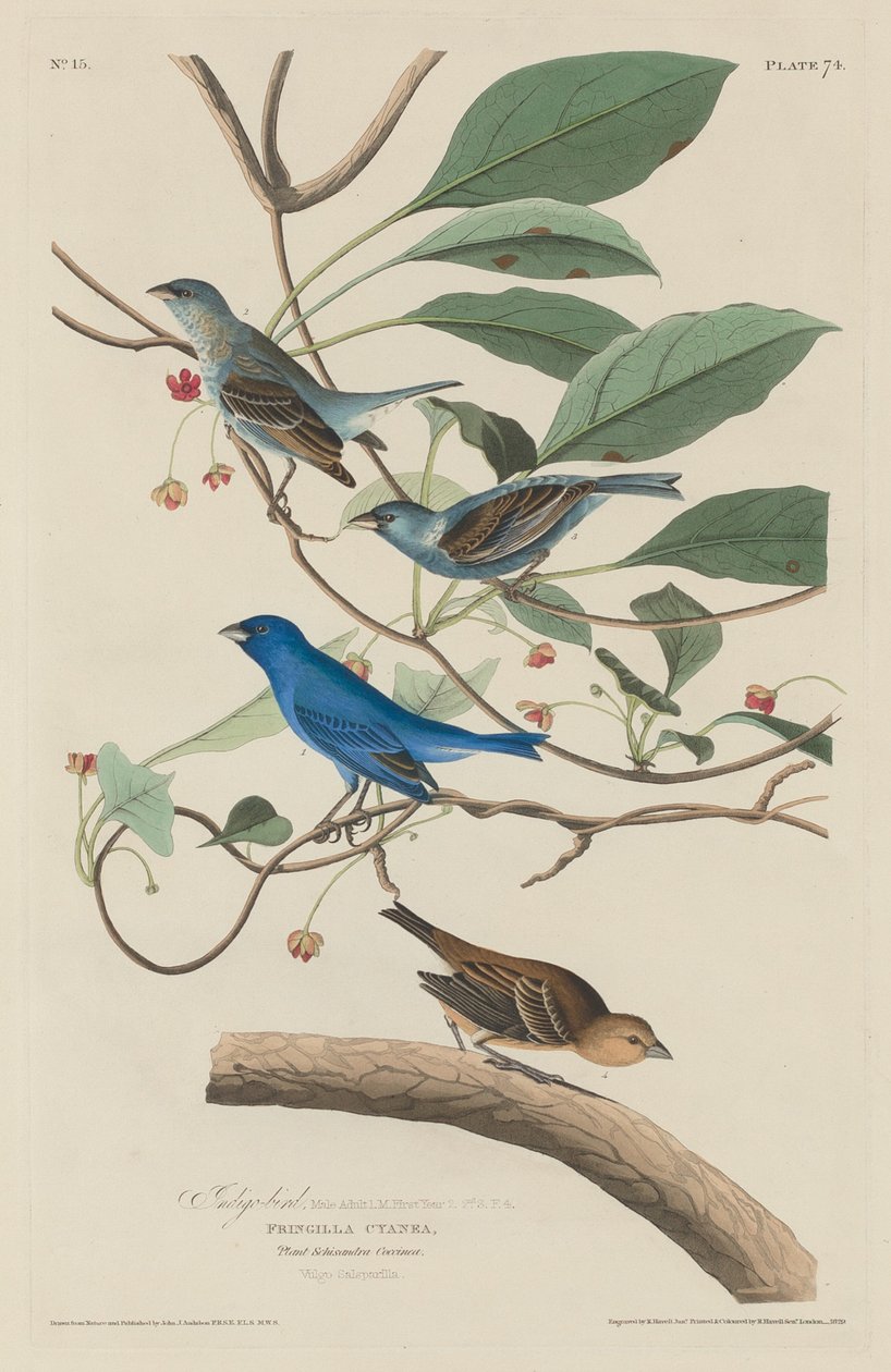 Uccello indaco, 1829 da Robert Havell