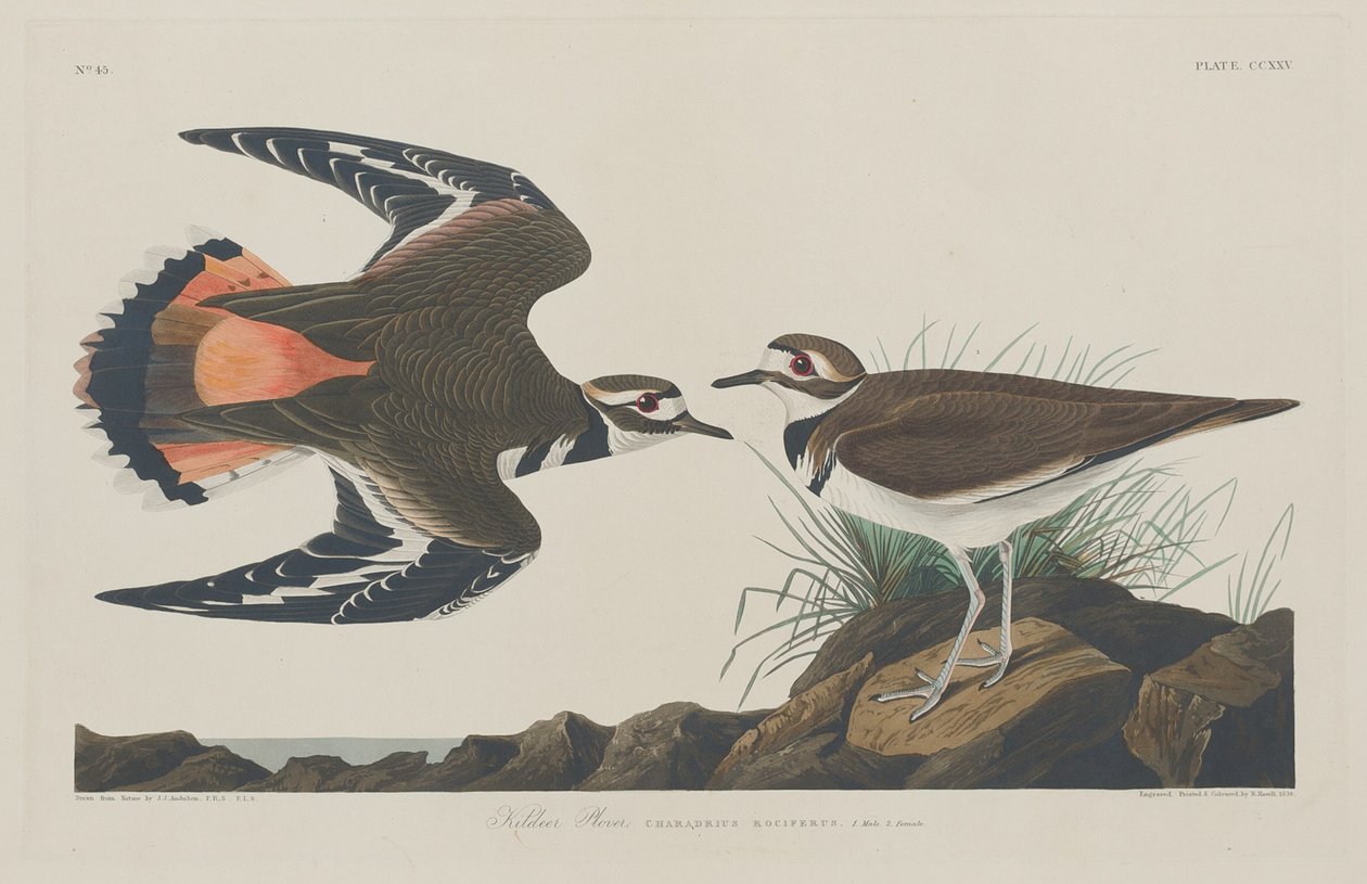Piviere Kildeer da Robert Havell