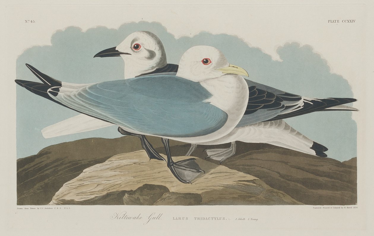 Gabbiano tridattilo da Robert Havell