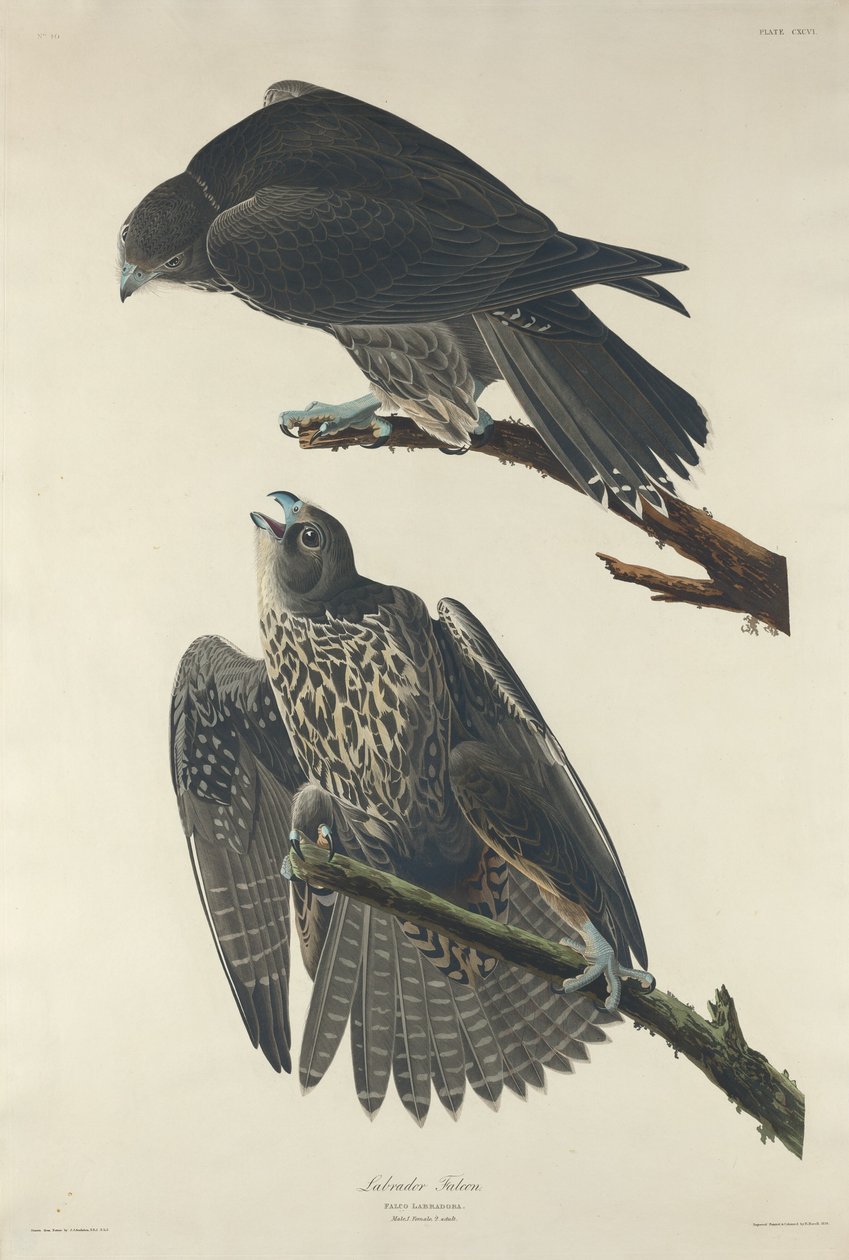 Falco del Labrador da Robert Havell