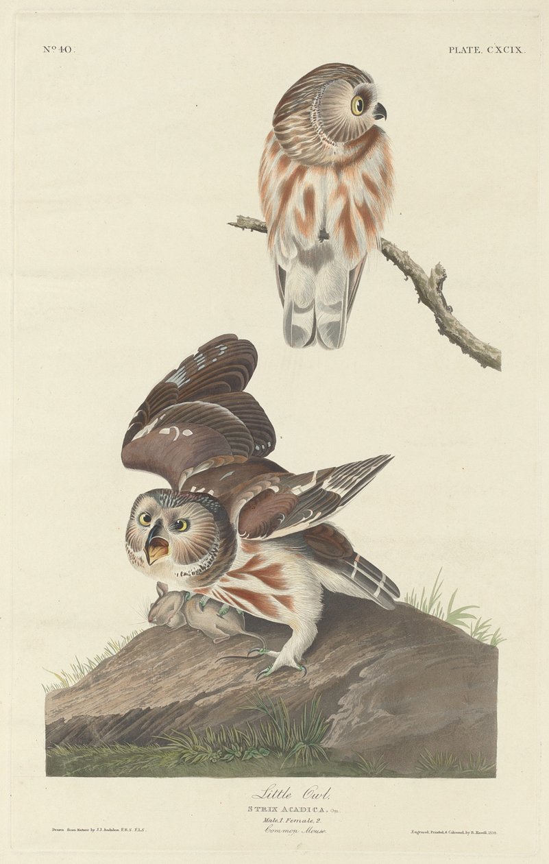 Civetta da Robert Havell