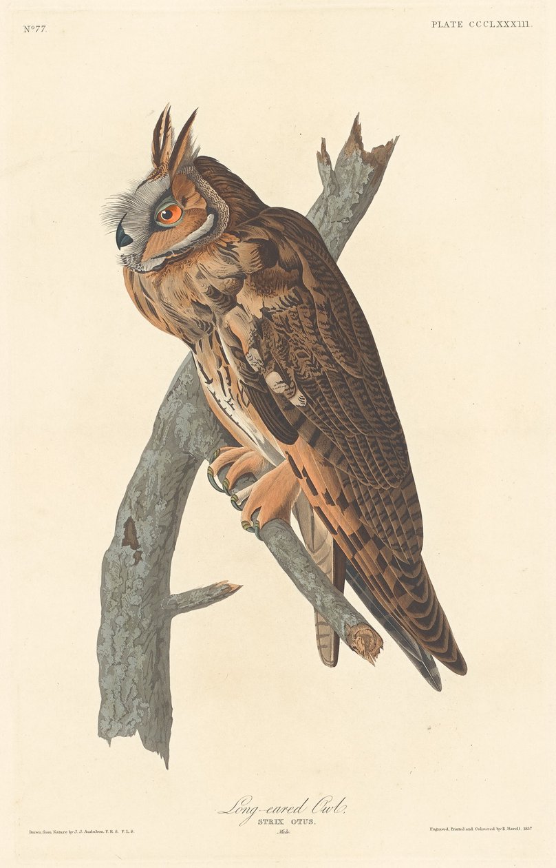 Gufo reale (1837) da Robert Havell