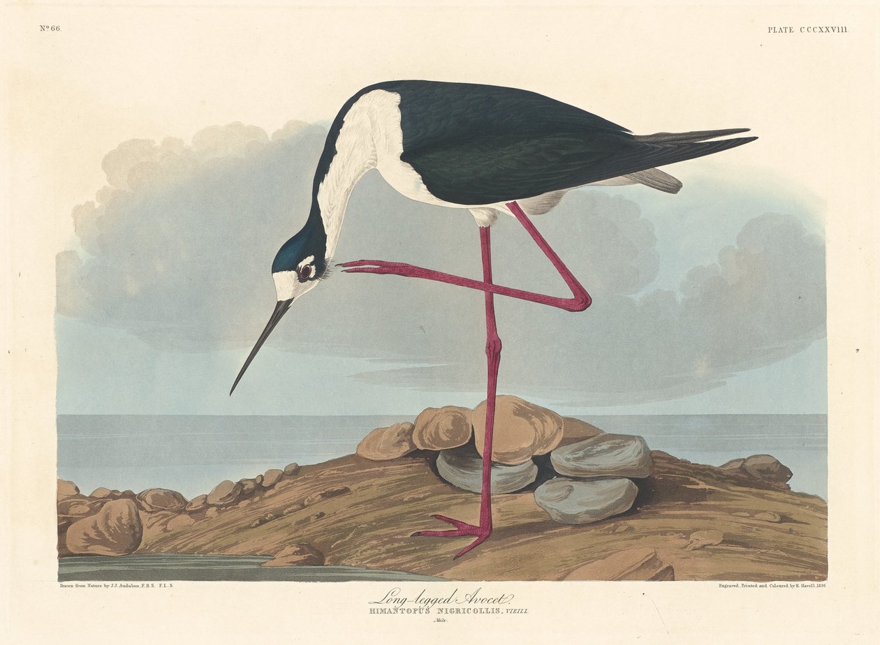 Avocetta dalle lunghe zampe da Robert Havell