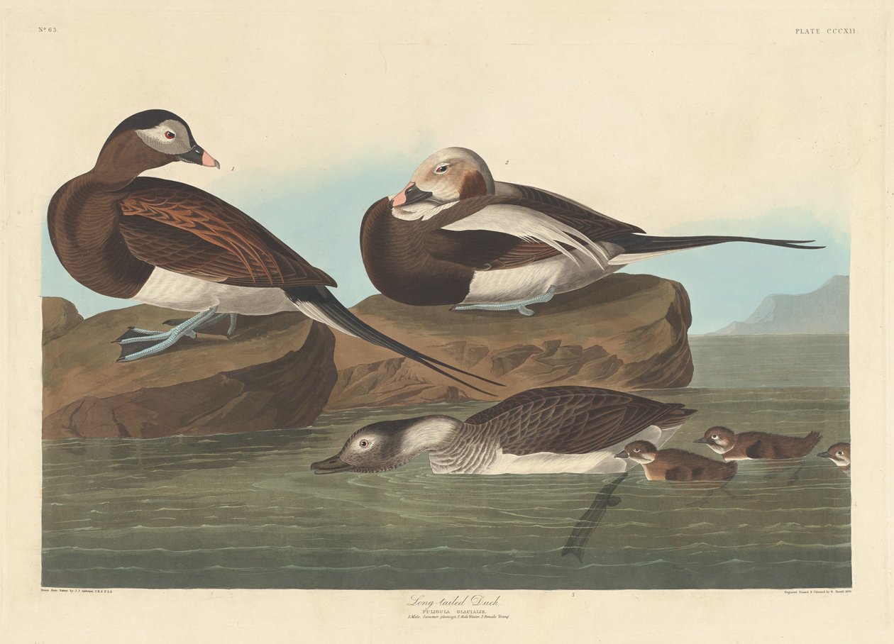 Anatra dalla coda lunga, 1836 da Robert Havell