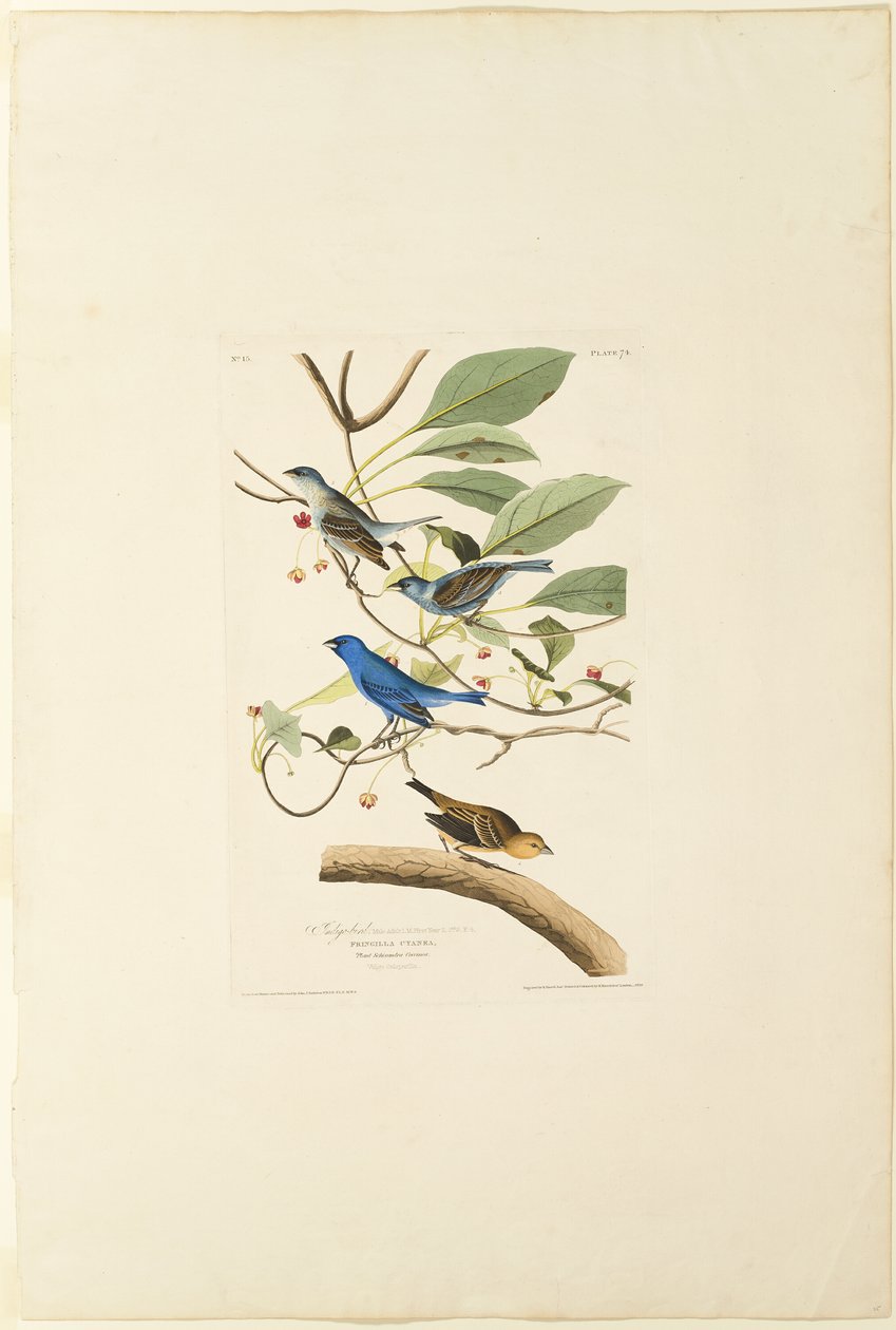 Uccello indaco maschio da Robert Havell