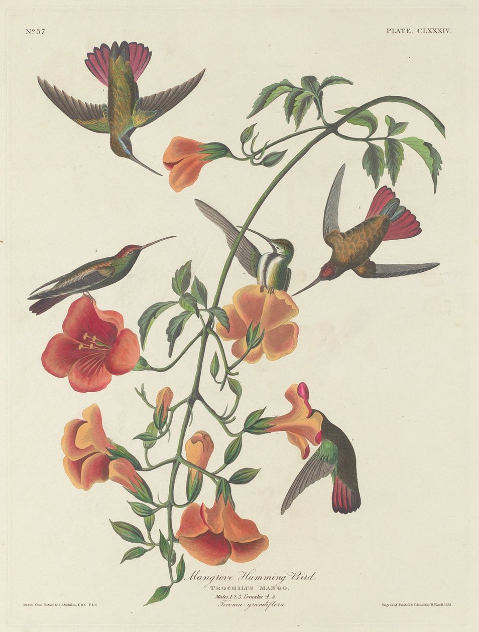 Colibrì delle mangrovie da Robert Havell
