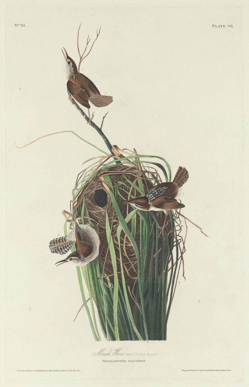 Scricciolo di Palude da Robert Havell