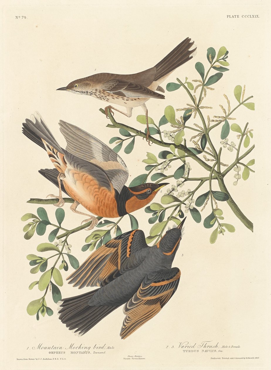 Uccello beffardo di montagna e tordo variegato, 1837 da Robert Havell