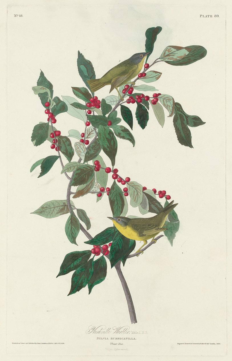 Parula di Nashville da Robert Havell