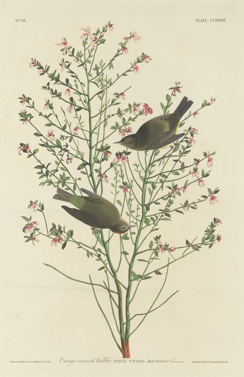 Parula coronata d