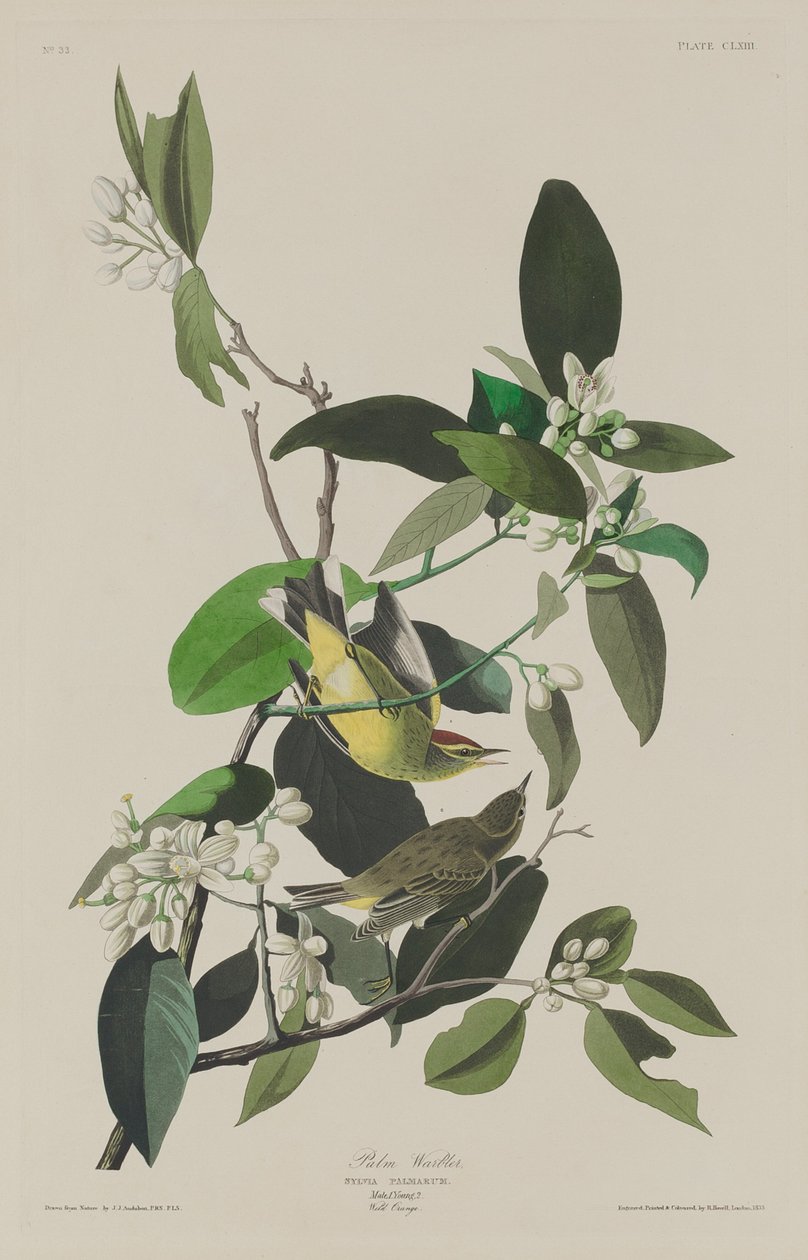 Parula Palmare, 1833 da Robert Havell