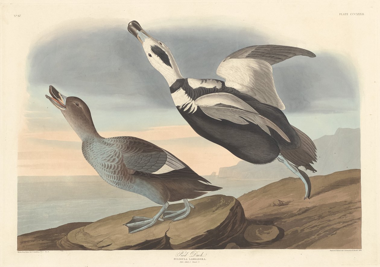 Anatra pezzata da Robert Havell