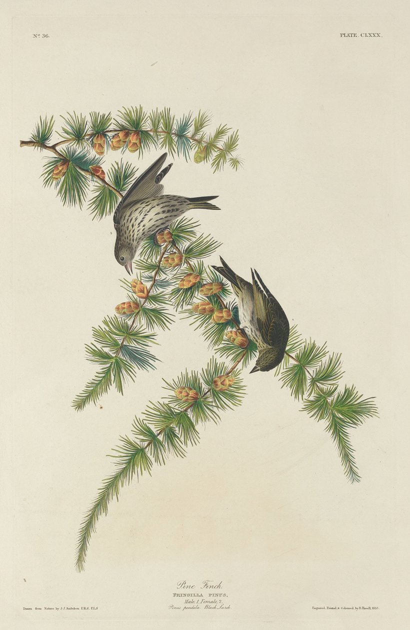 Fringuello dei pini da Robert Havell