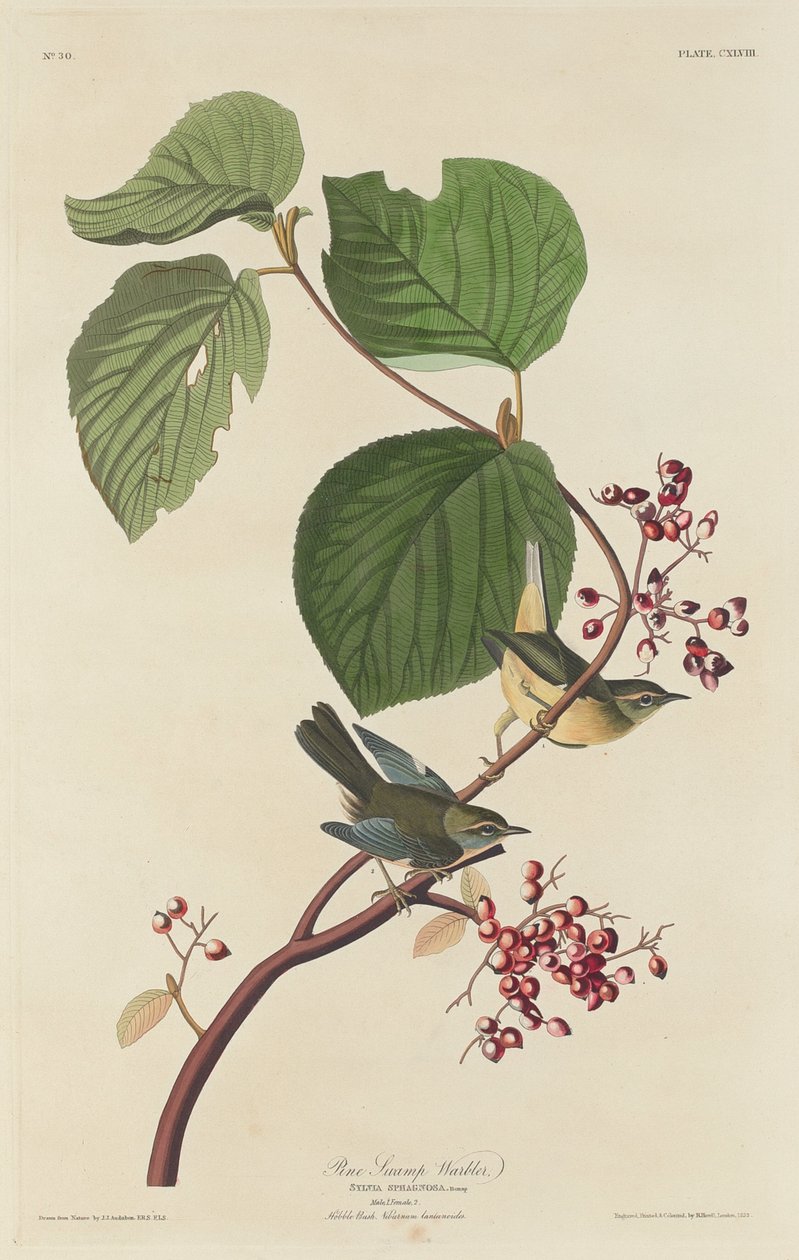 Pine Swamp Warbler, 1832 da Robert Havell