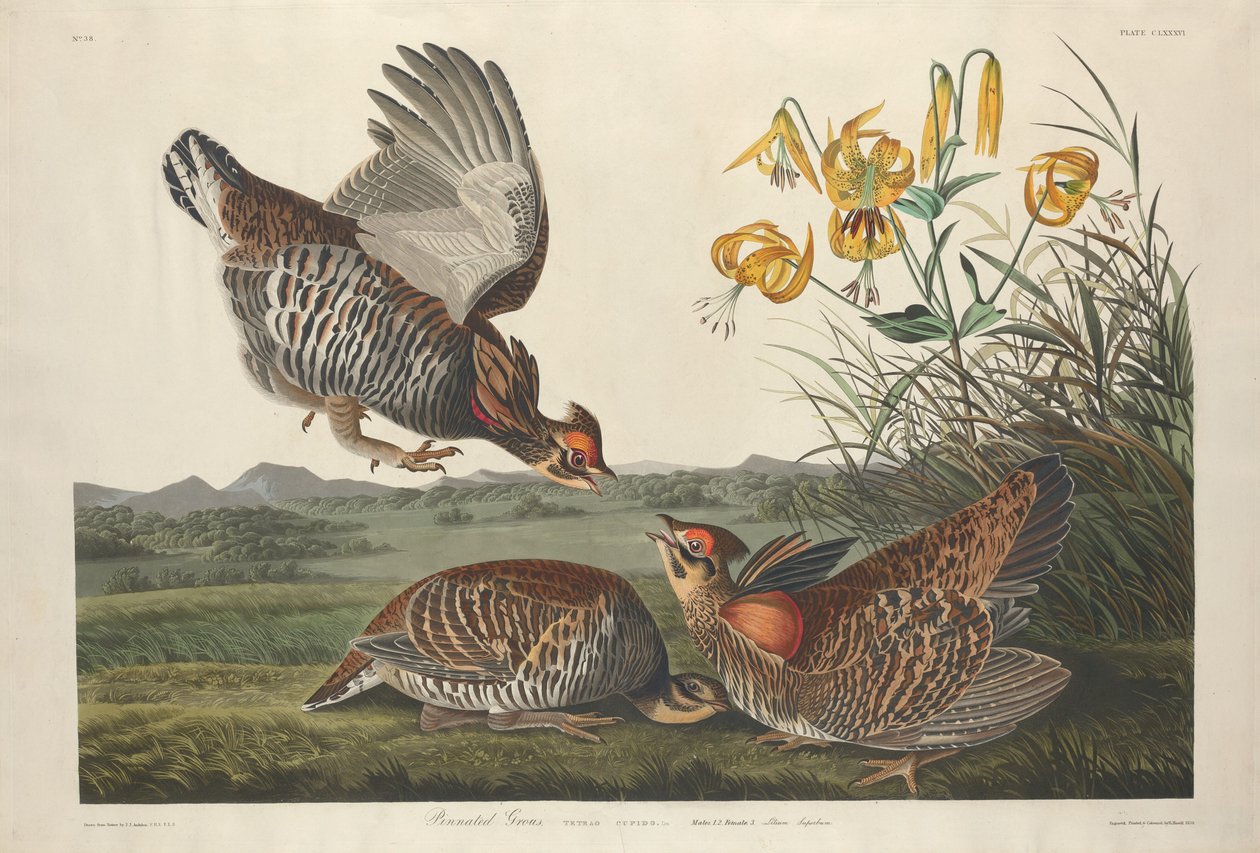 Gallo pinnato, 1834 da Robert Havell