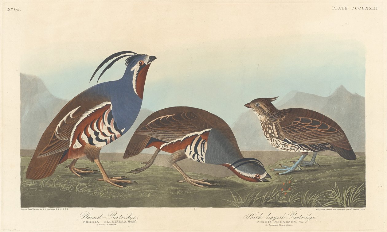 Pernice piumata e pernice dalle gambe spesse da Robert Havell