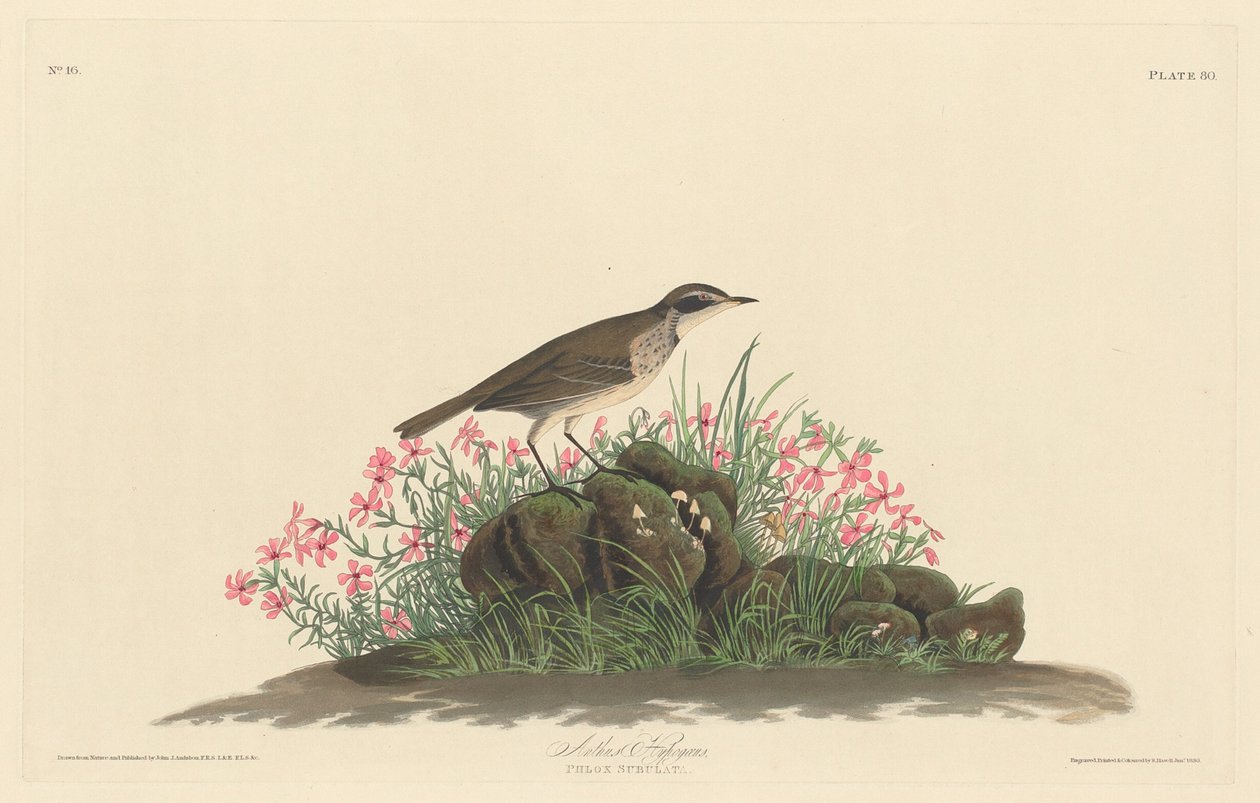 Prateria Titlark da Robert Havell