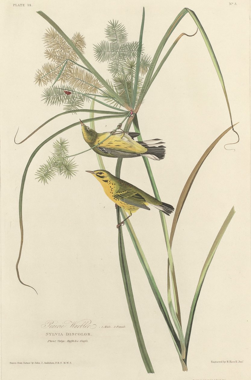 Parula delle praterie da Robert Havell