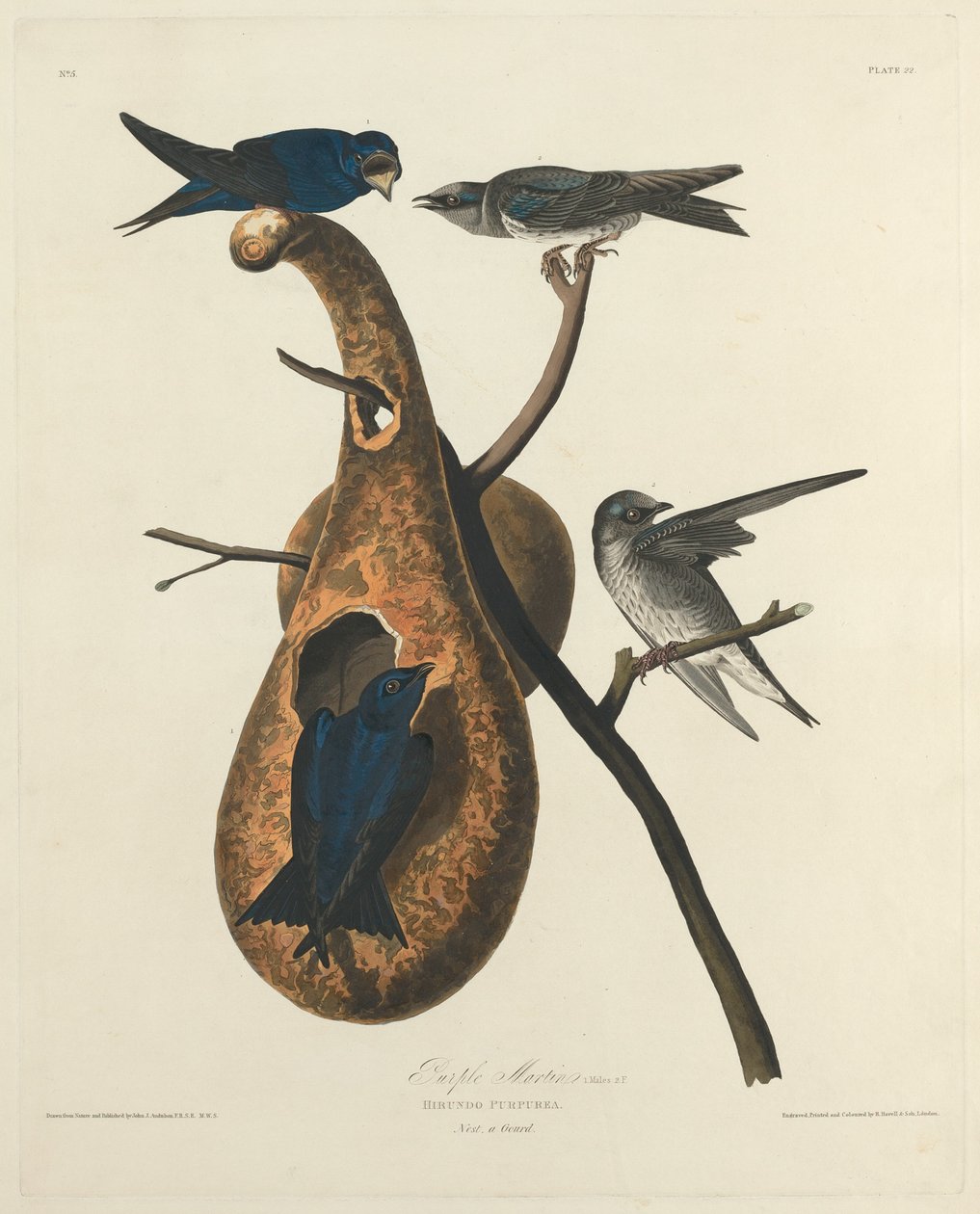 Martin Pescatore da Robert Havell