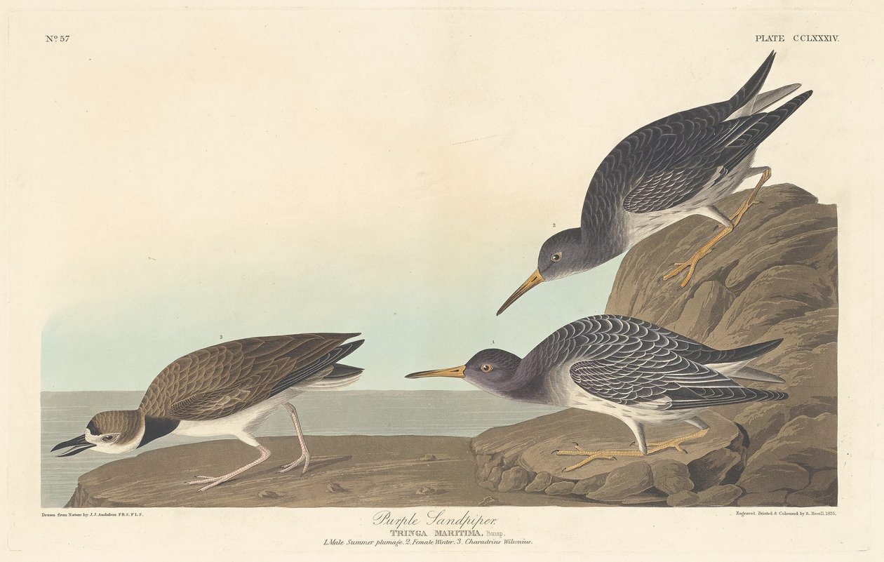 Piro piro violetto, 1835 da Robert Havell