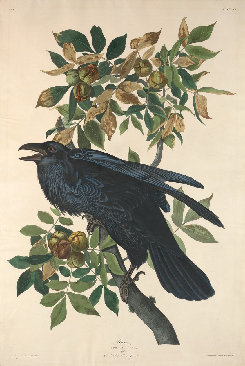 Corvo, 1831 da Robert Havell