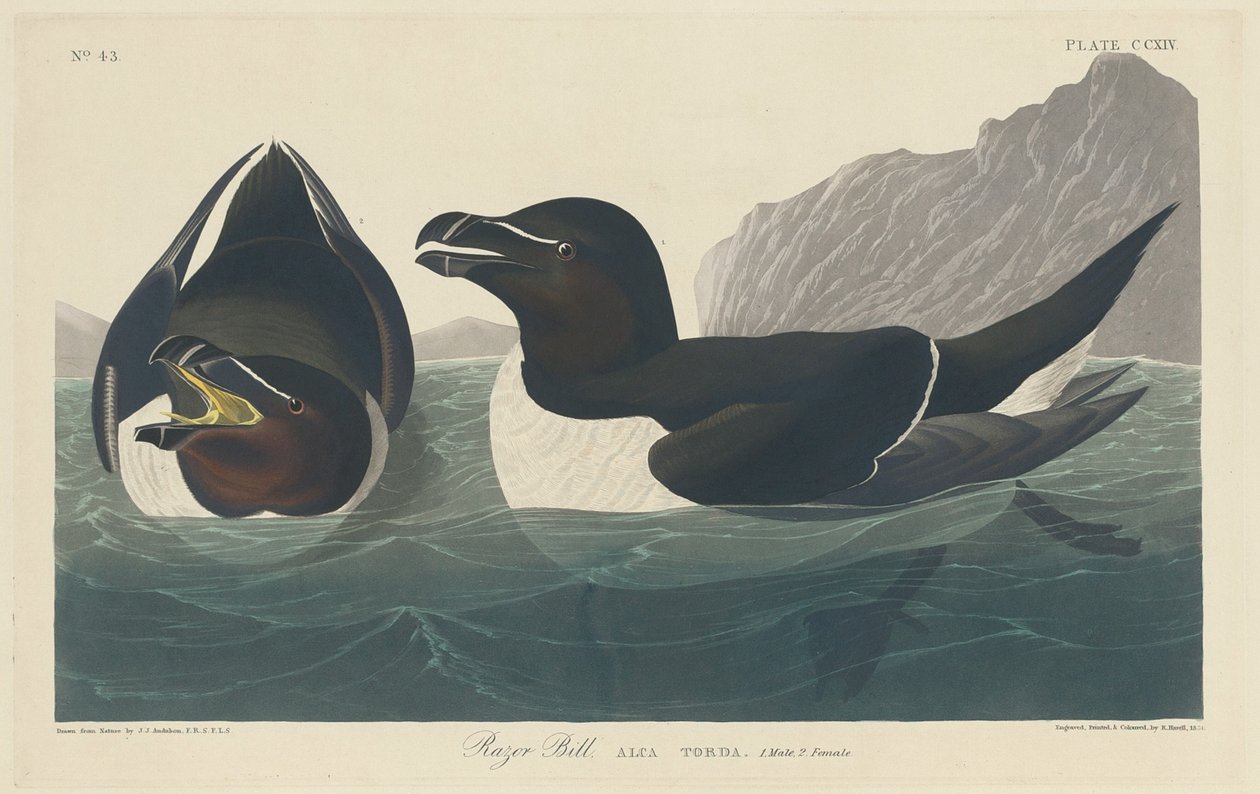 Razor Bill da Robert Havell