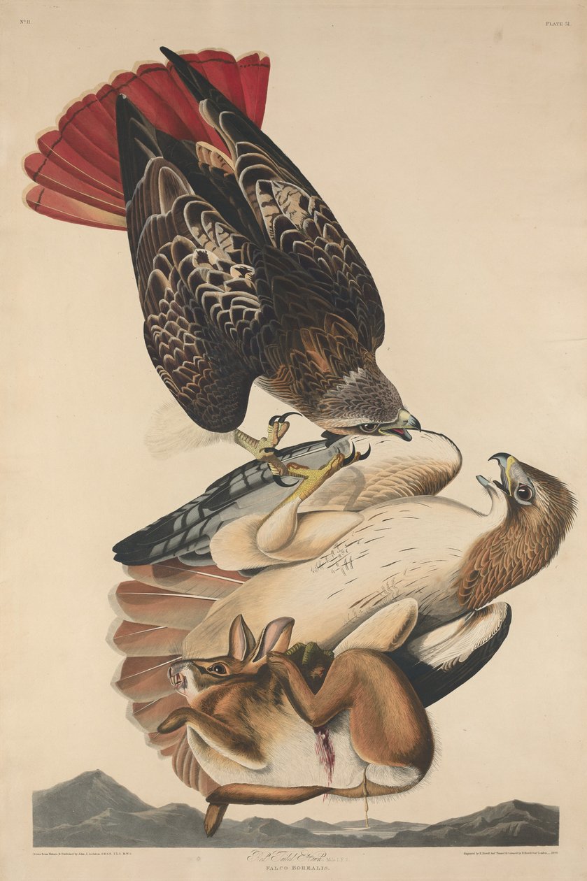 Falco coda rossa da Robert Havell