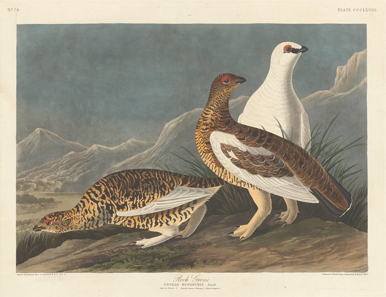 Gallo cedrone, 1837 da Robert Havell