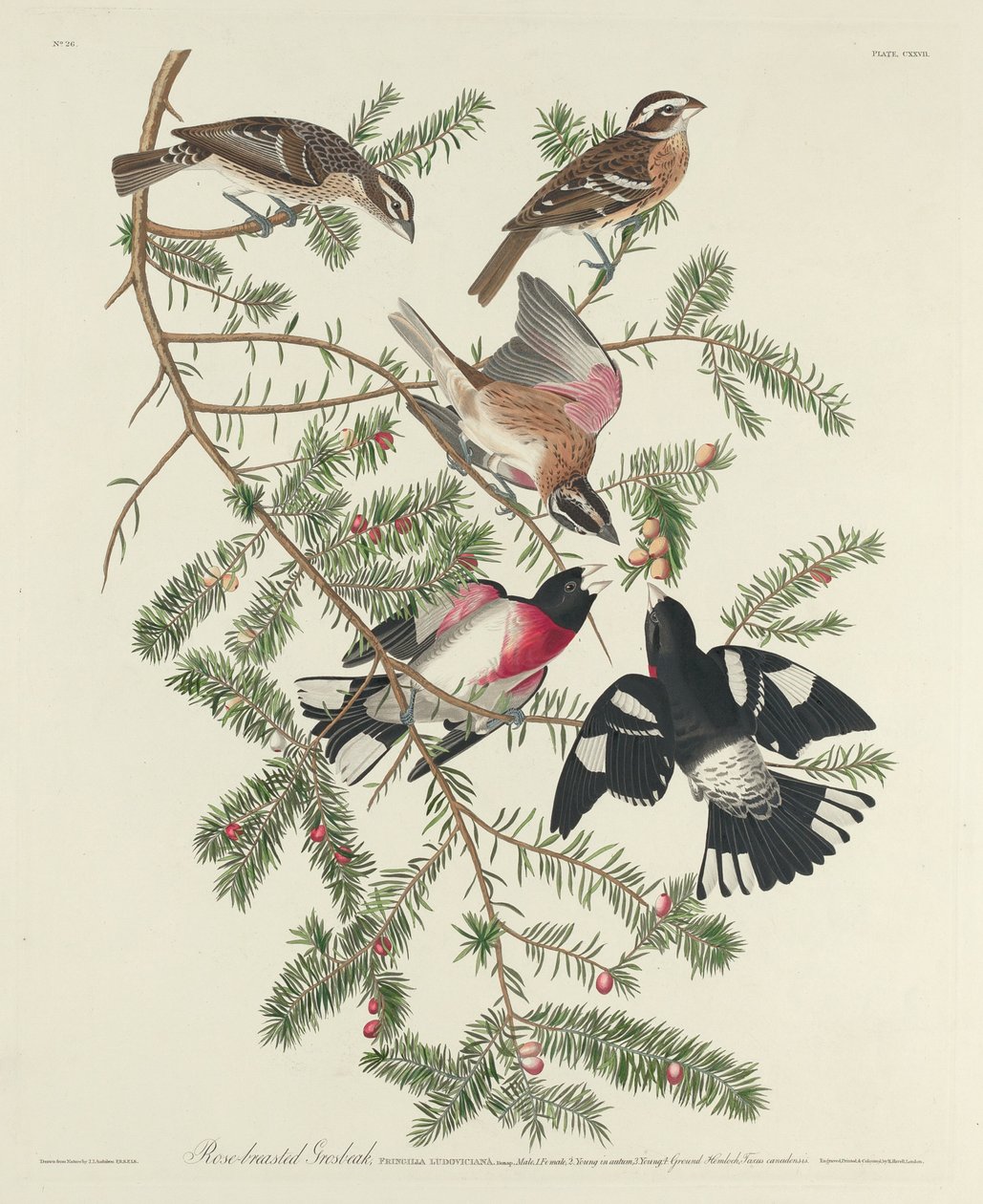 Grosbeak dal petto rosa da Robert Havell
