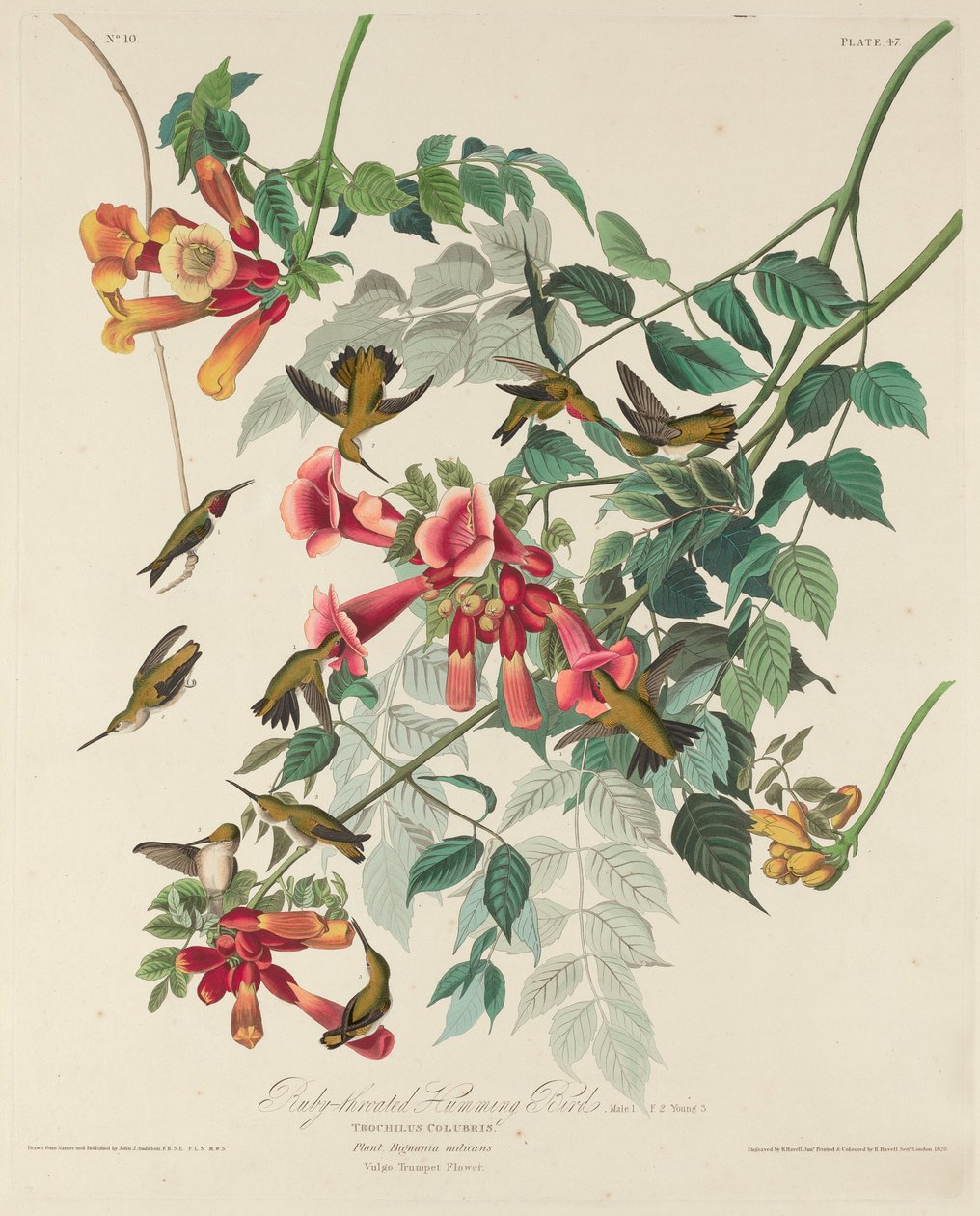 Colibrì dal collo rosso, 1828 da Robert Havell
