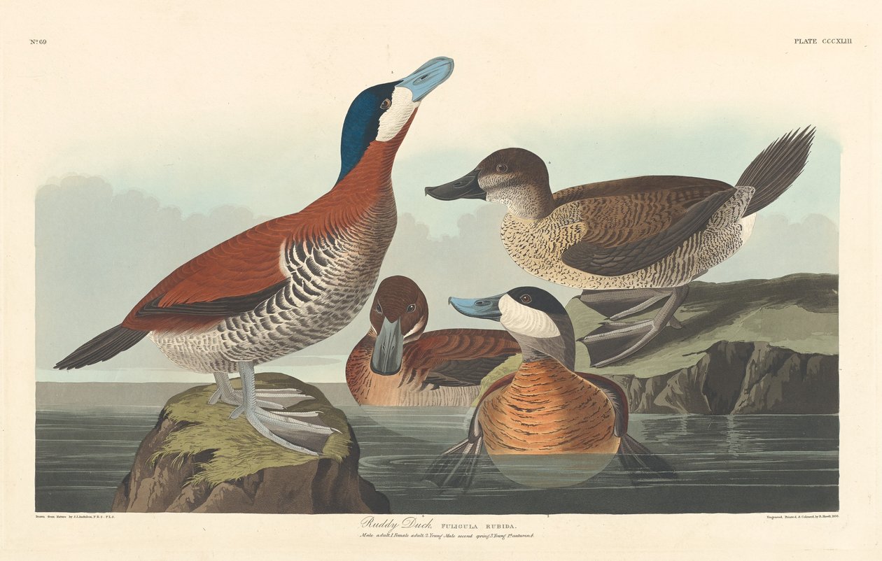 Anatra rossa da Robert Havell