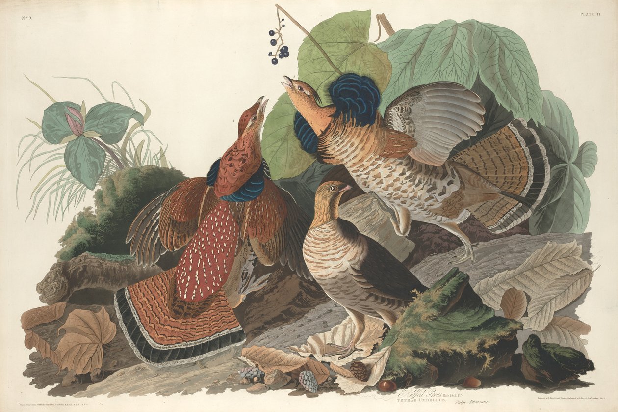 Gallo cedrone, 1828 da Robert Havell