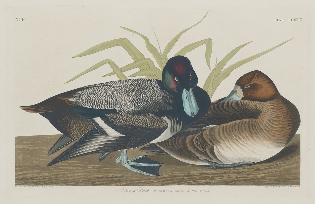 Anatra Scaup, 1834 da Robert Havell