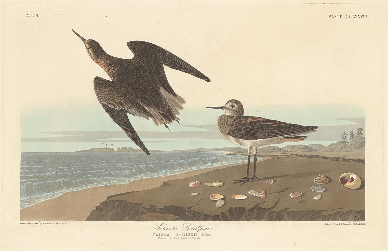Piro-piro di Schinz, 1835 da Robert Havell